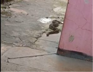Cobra cruzeira é capturada pela Patram na Vila do Sol em Cruz Alta