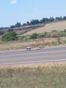 Caminhão que transportava suínos pega fogo na ERS-342