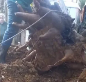 MUITO GRANDE> Pé de mandioca rende 84 quilos e surpreende agricultor