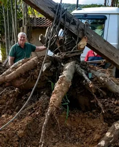 MUITO GRANDE> Pé de mandioca rende 84 quilos e surpreende agricultor