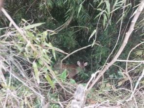 Veado-virá é resgatado no Bairro Jardim América em Cruz Alta