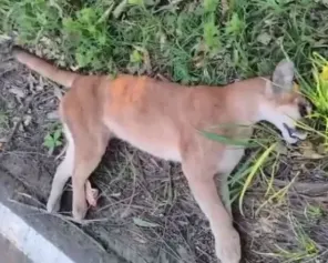 Onça-parda é encontrada morta às margens da ERS-331 em Marcelino Ramos