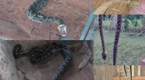 Alerta para o aparecimento de várias cobras venenosas em Panambi