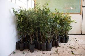 Cruz Alta recebe mais de cinco mil mudas do Projeto Coprel Ecologia