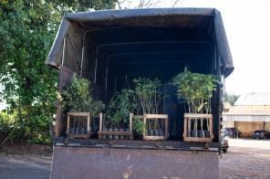 Cruz Alta recebe mais de cinco mil mudas do Projeto Coprel Ecologia