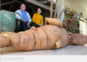 Mandioca gigante de 112 quilos surpreende produtor em Santa Catarina