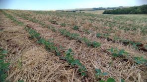 AGRONEGÓCIO> Semeadura da Soja avança no estado 