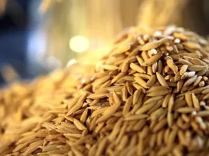 Conab anuncia mais R$ 73,6 milhões para apoiar produtores de arroz