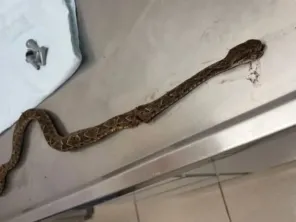 Menino de 12 anos é picado por jararaca no interior de Três Passos