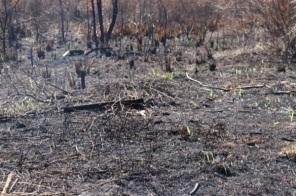 Incêndio no CICA se estende durante todo o dia
