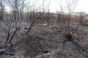 Incêndio no CICA se estende durante todo o dia