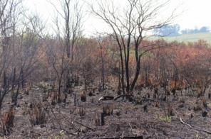 Incêndio no CICA se estende durante todo o dia