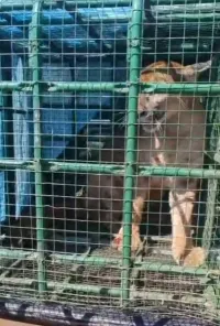 Onça-parda é resgatada pela Polícia Ambiental em Inhacorá