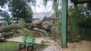 SEXTA SANTA: Forte Temporal derruba árvores e assusta moradores de Cruz Alta 