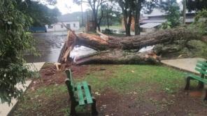 SEXTA SANTA: Forte Temporal derruba árvores e assusta moradores de Cruz Alta 