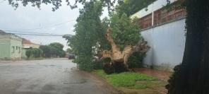 SEXTA SANTA: Forte Temporal derruba árvores e assusta moradores de Cruz Alta 