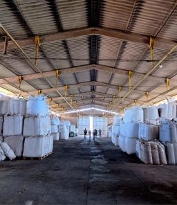 Cruz Alta é alvo da Operação Semente Segura II contra sementes piratas