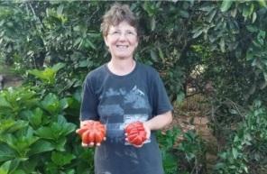 Tomatão de 1kg em Invernadinha, interior de Victor Graeff chama atenção