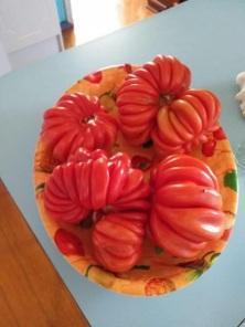 Tomatão de 1kg em Invernadinha, interior de Victor Graeff chama atenção