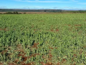 REGIÃO CENTRAL> Granizo provoca perda total em lavouras de canola