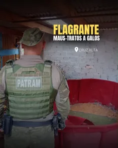Brigada Militar resgata 80 galos e identifica indícios de rinhas em Cruz Alta