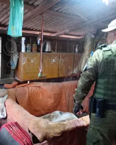 Brigada Militar resgata 80 galos e identifica indícios de rinhas em Cruz Alta