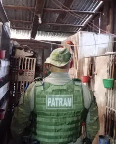 Brigada Militar resgata 80 galos e identifica indícios de rinhas em Cruz Alta