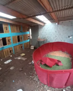 Brigada Militar resgata 80 galos e identifica indícios de rinhas em Cruz Alta