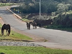 Um problema antigo de Cruz Alta: Cavalos soltos nas vias urbanas se repete